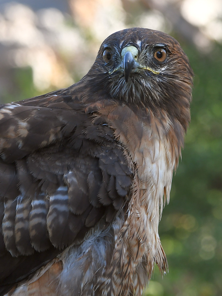 Hawk21.jpg