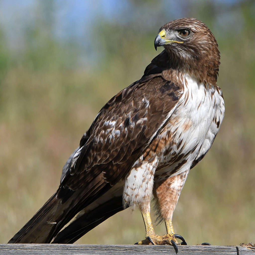 Hawk21.jpg