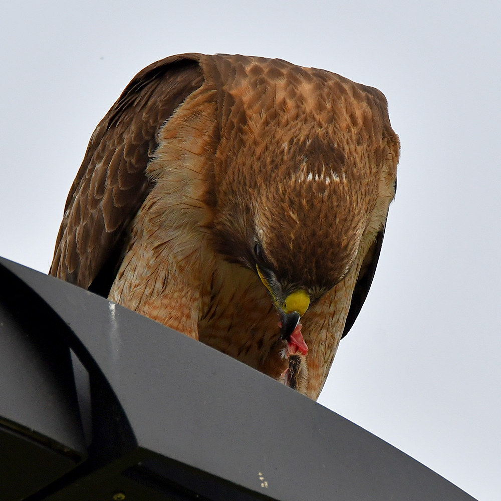 Hawk22.jpg