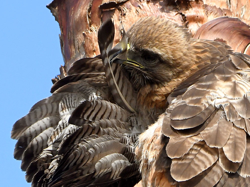 Hawk22.jpg