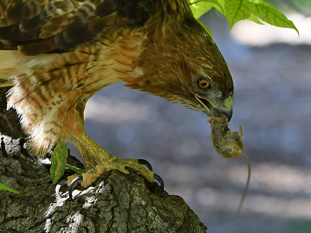 Hawk22.jpg