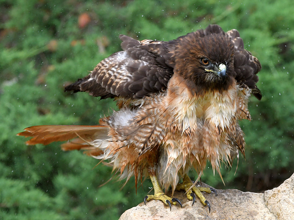 Hawk22.jpg