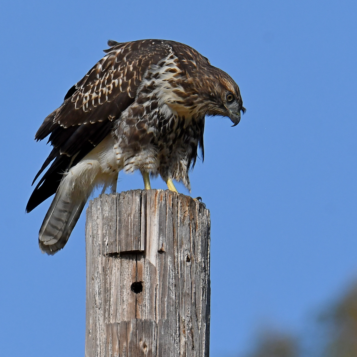 Hawk22.jpg