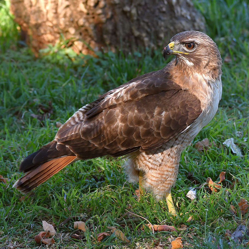 Hawk23.jpg