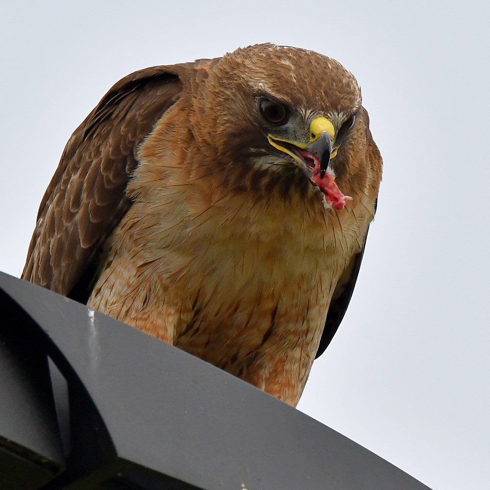Hawk23.jpg
