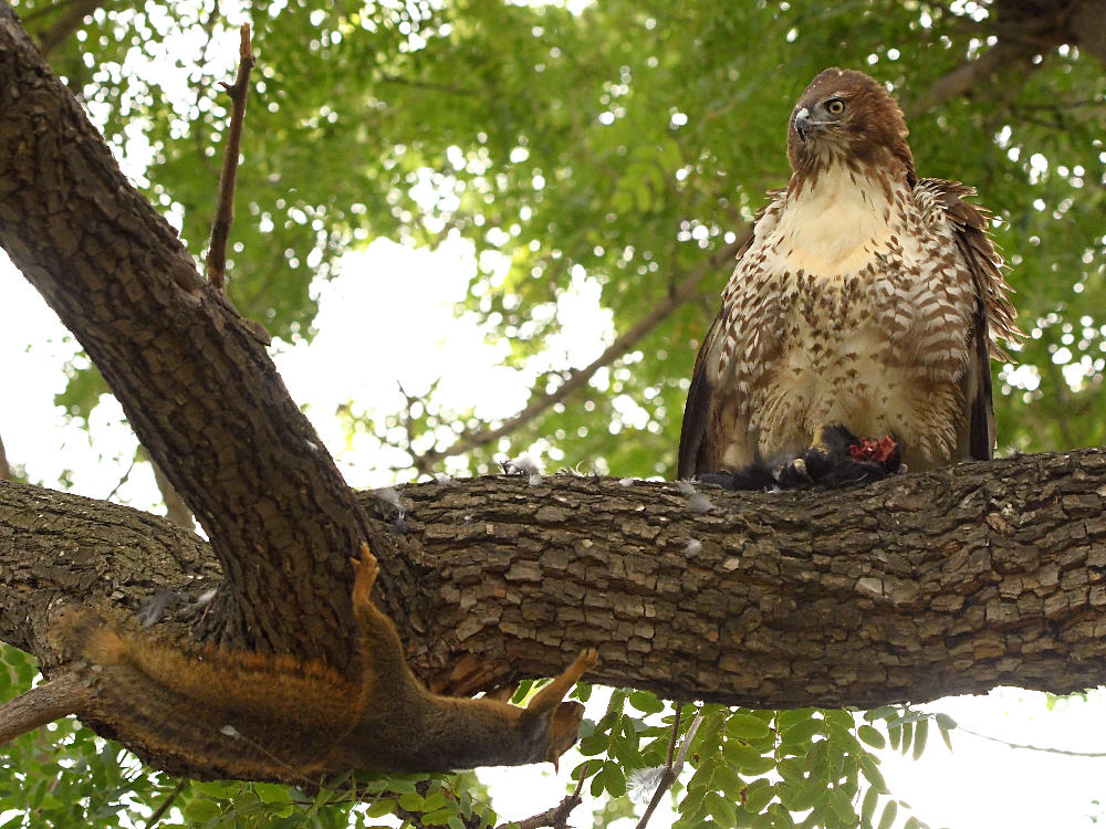 Hawk23.jpg
