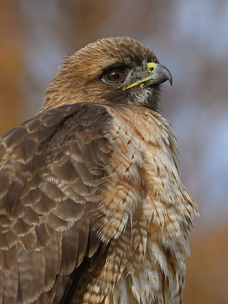 Hawk23.jpg
