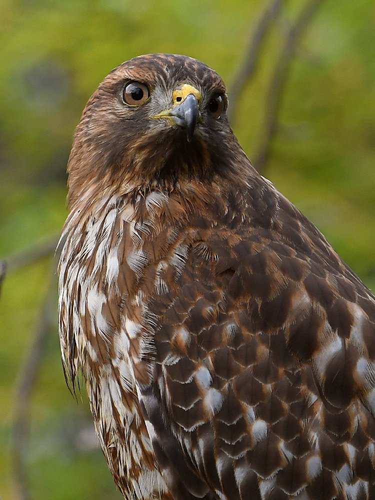 Hawk23.jpg
