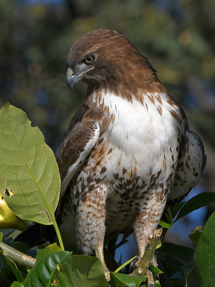 Hawk23.jpg