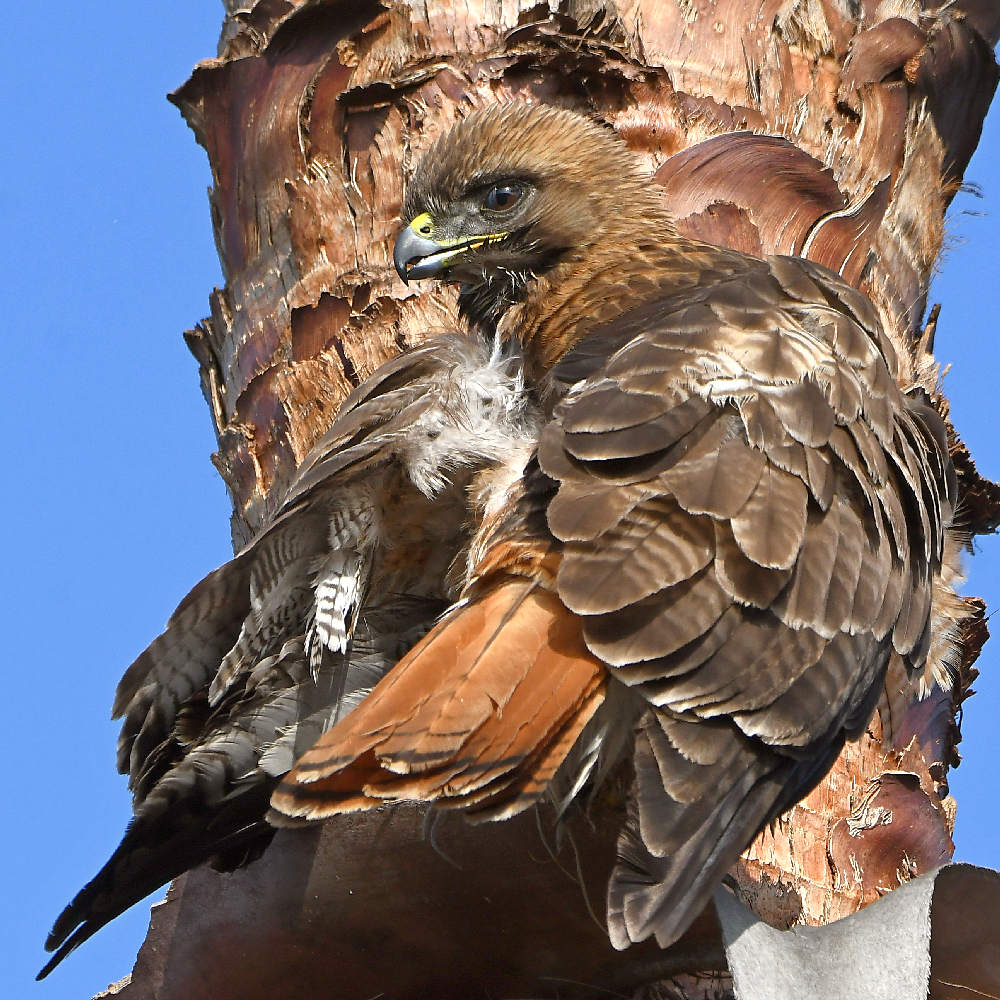 Hawk23.jpg