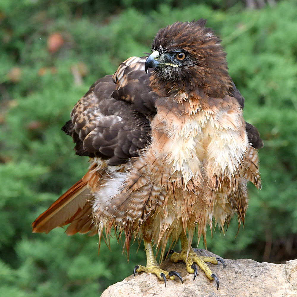 Hawk23.jpg
