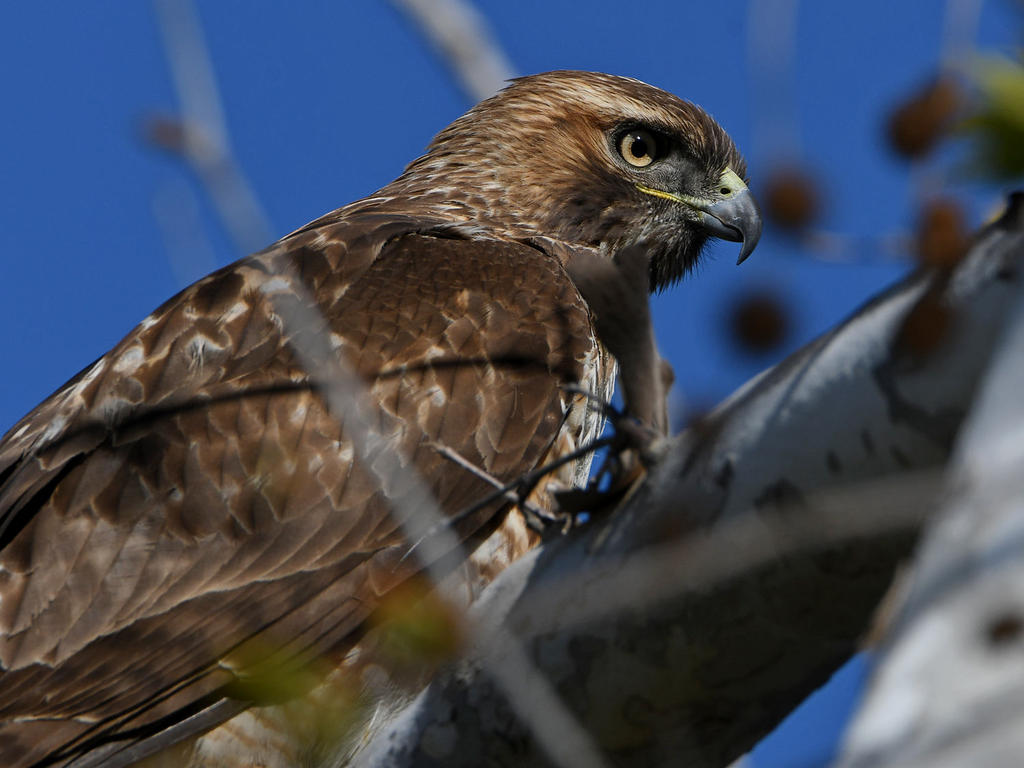 Hawk23.jpg