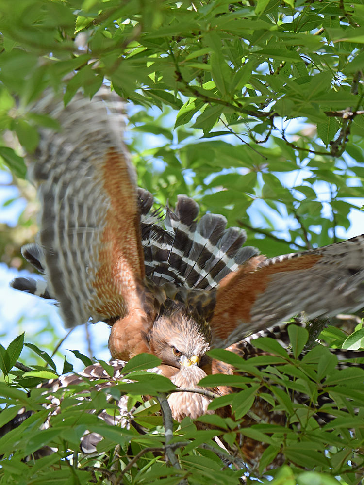 Hawk24.jpg