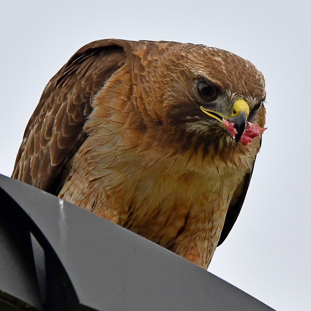 Hawk24.jpg