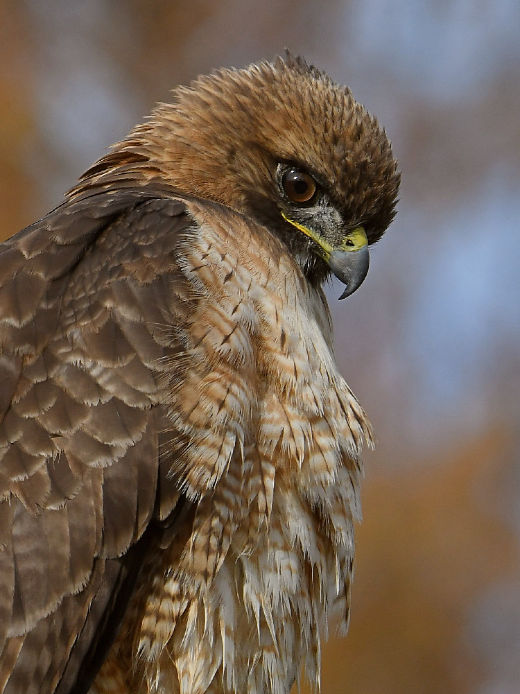 Hawk24.jpg