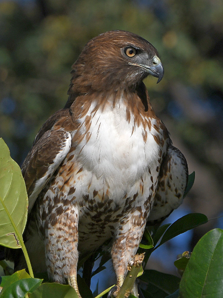 Hawk24.jpg