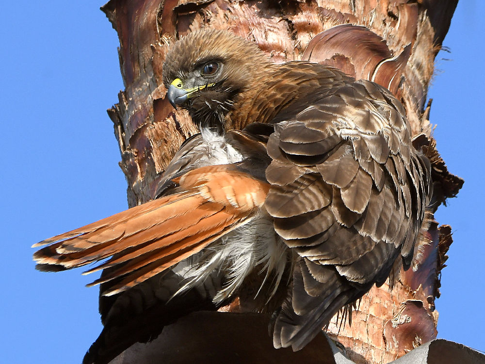 Hawk24.jpg