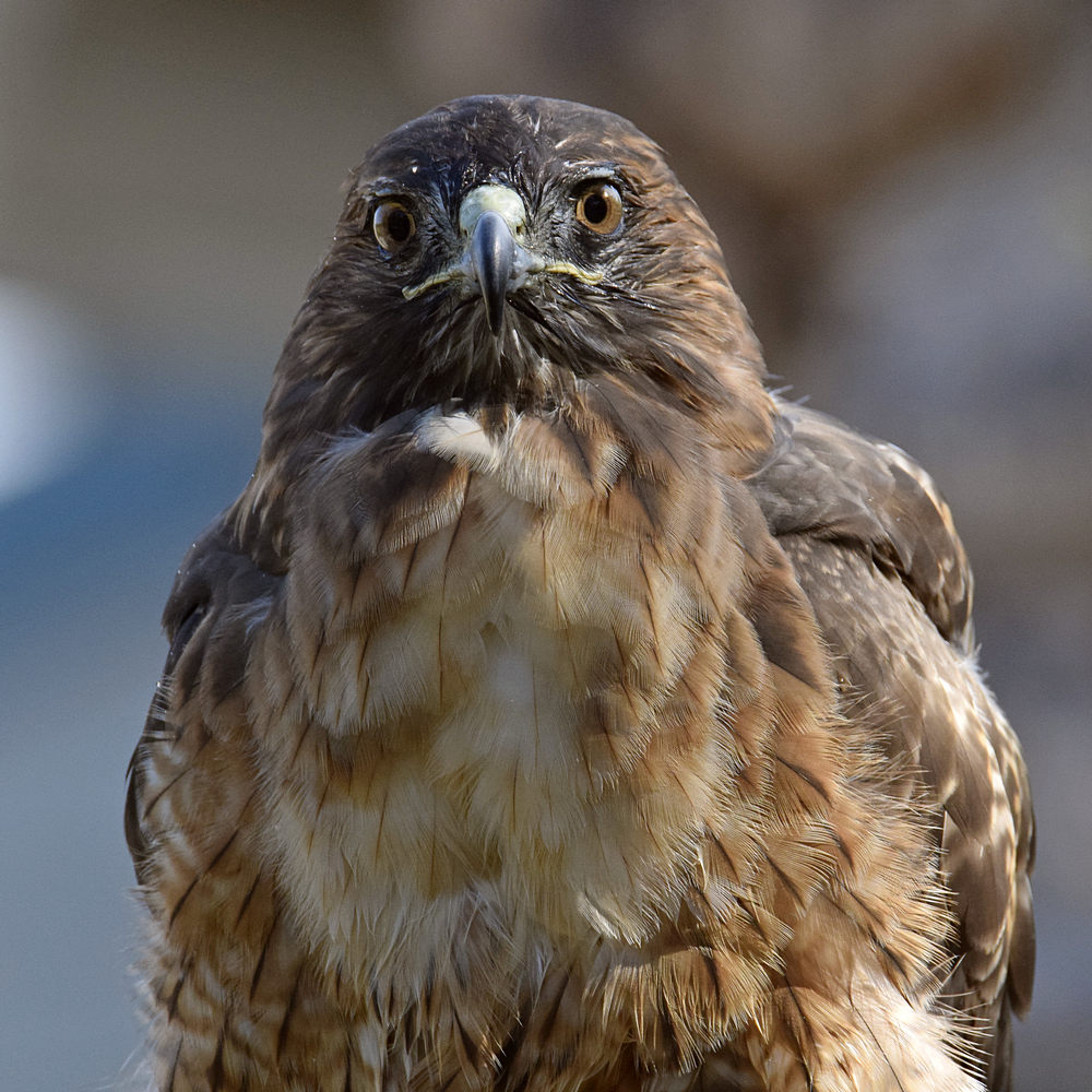 Hawk24.jpg