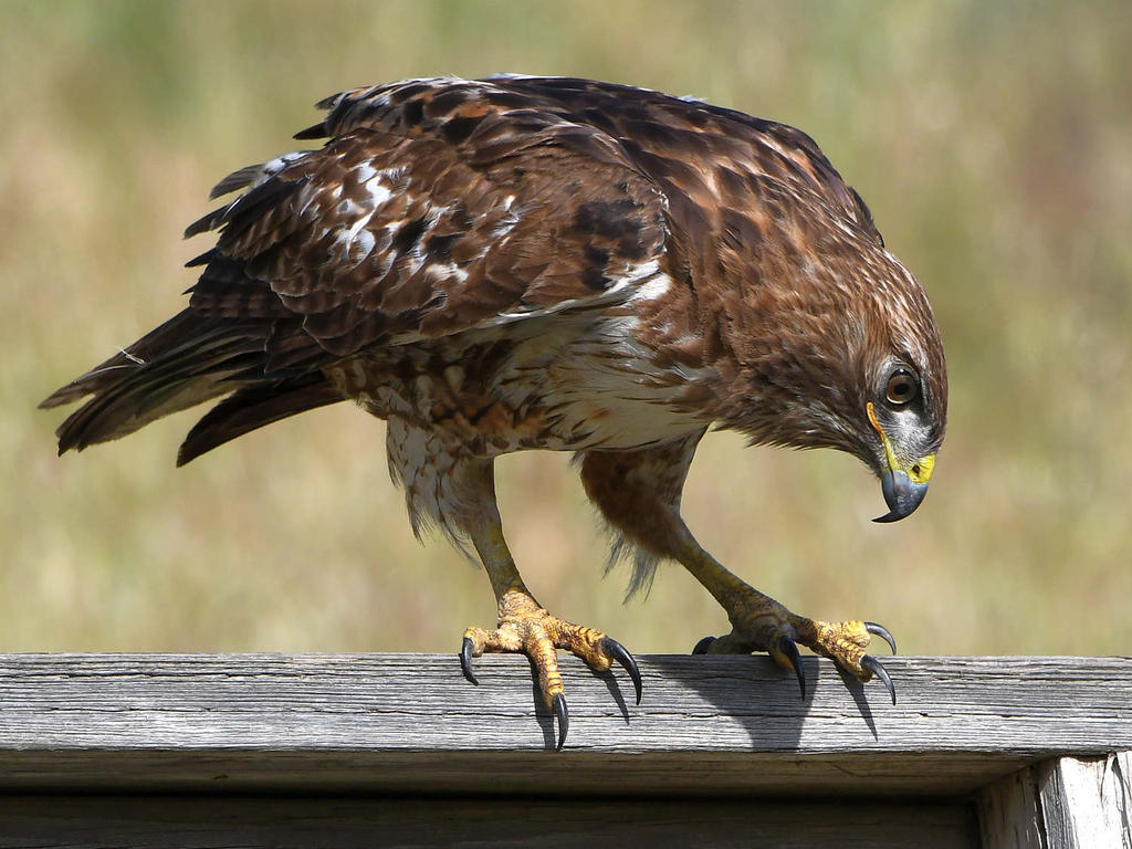 Hawk24.jpg