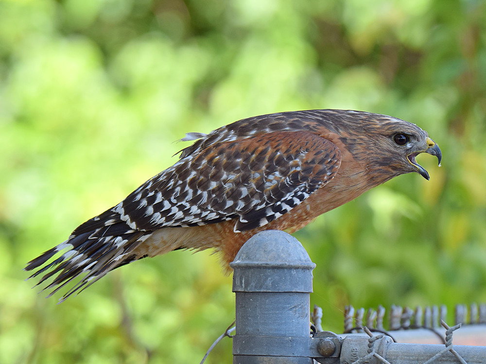 Hawk25.jpg