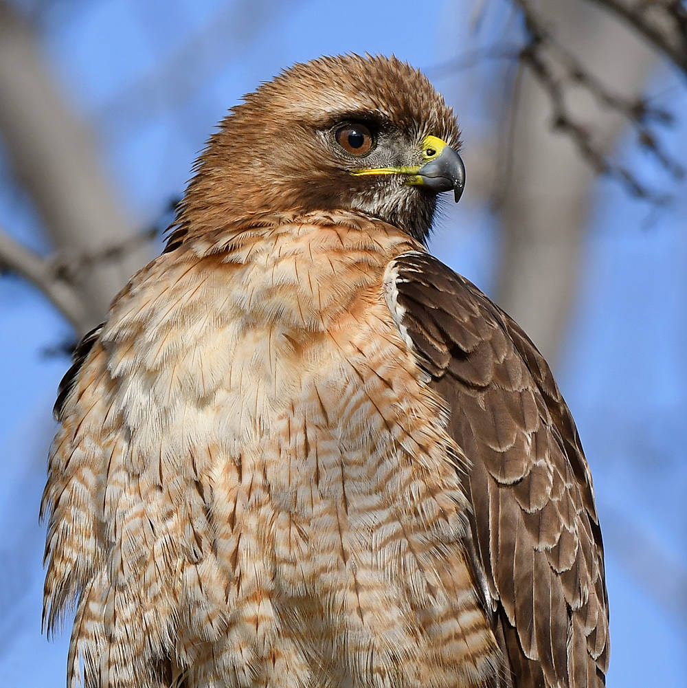 Hawk25.jpg