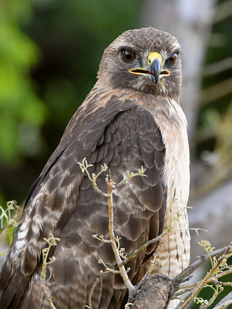 Hawk25.jpg