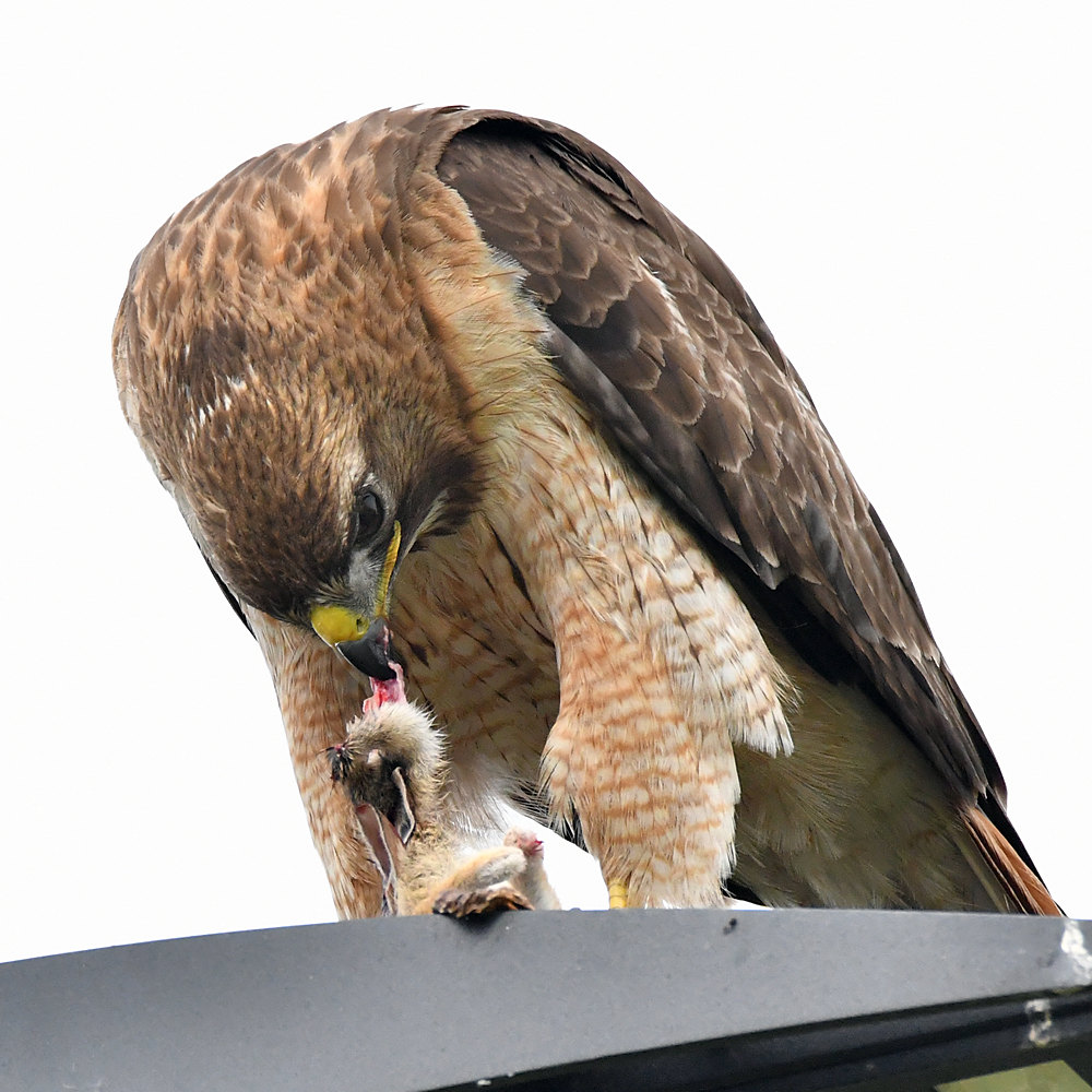 Hawk25.jpg