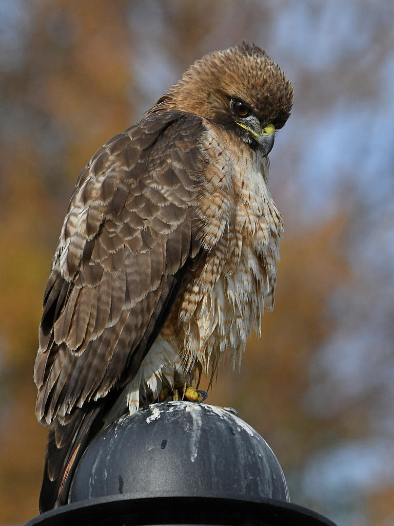 Hawk25.jpg