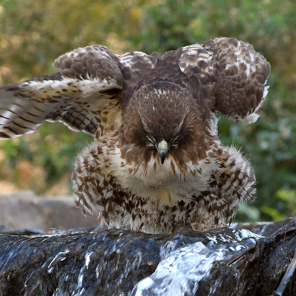 Hawk25.jpg