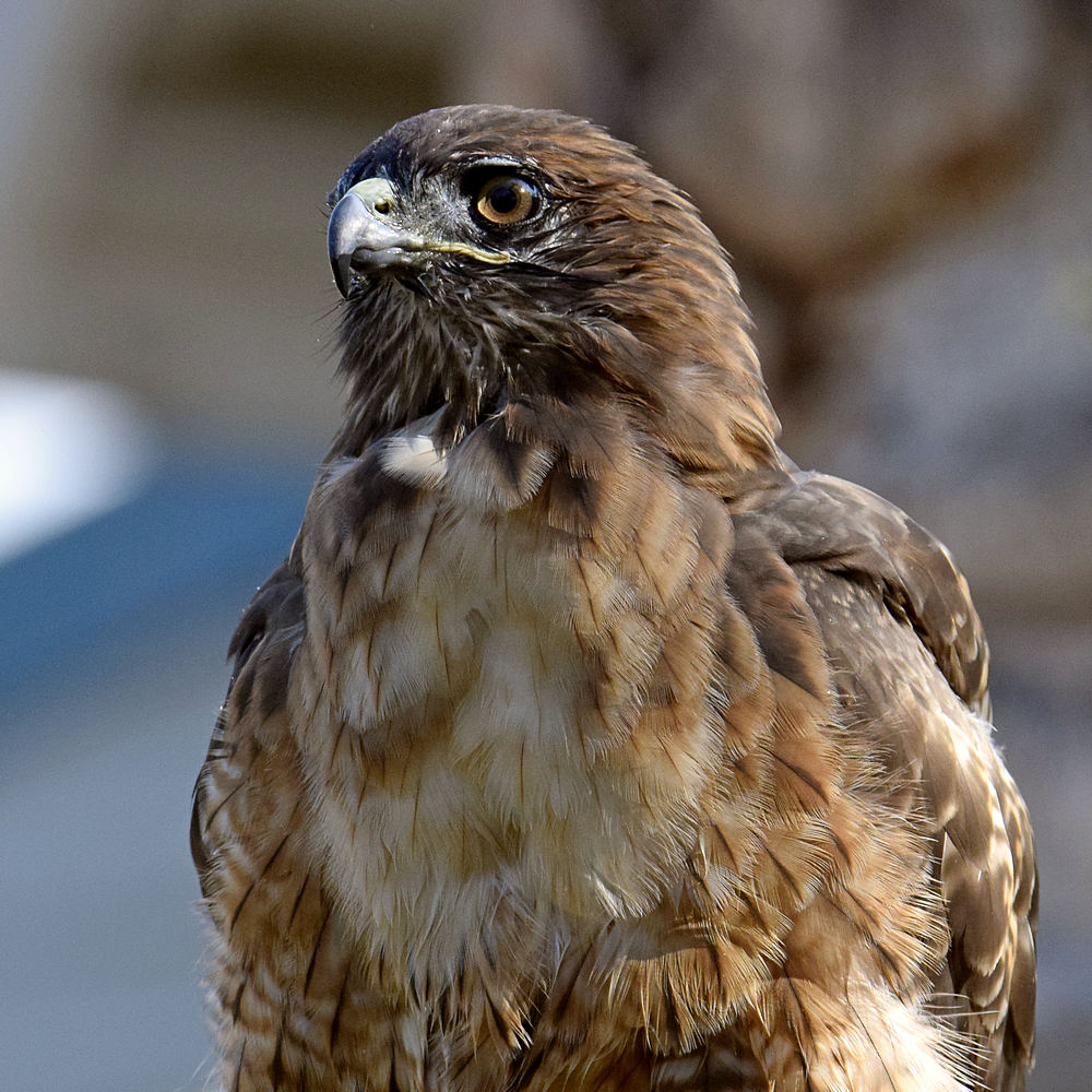Hawk25.jpg