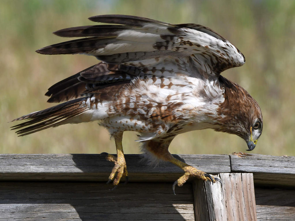 Hawk25.jpg