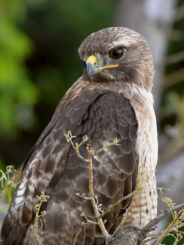 Hawk26.jpg