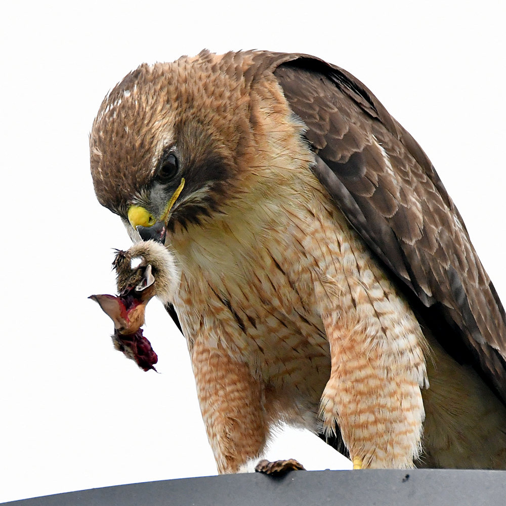 Hawk26.jpg