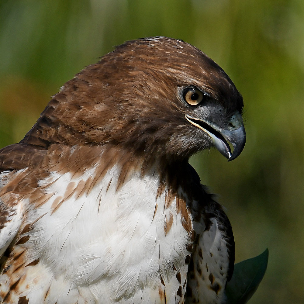 Hawk26.jpg