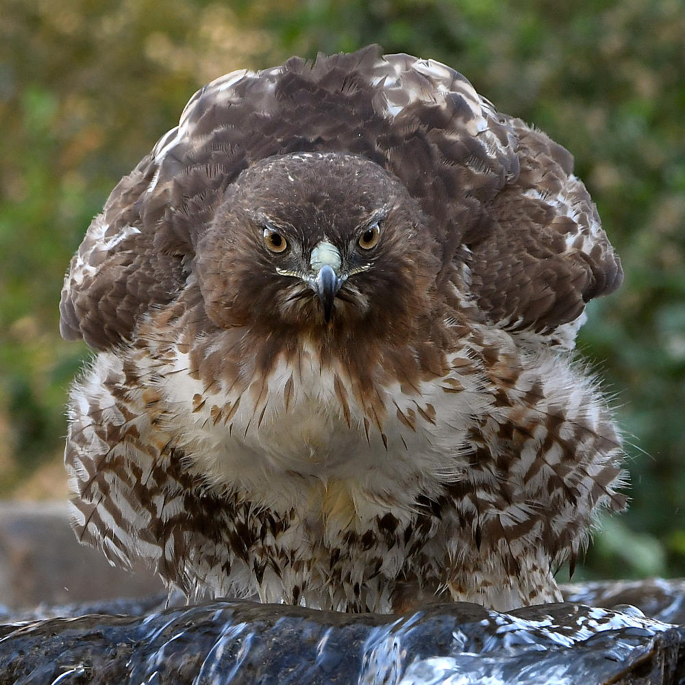 Hawk26.jpg