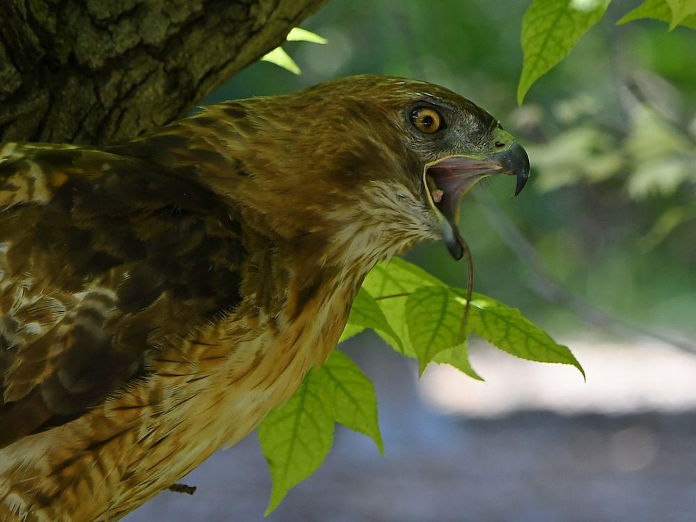 Hawk26.jpg