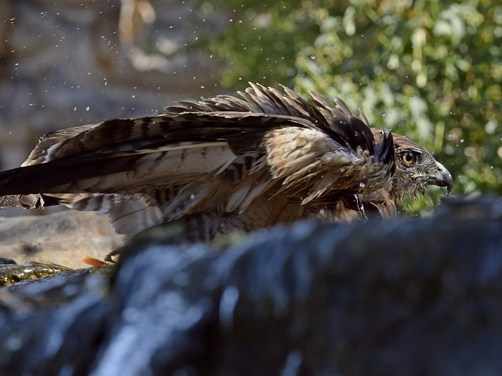 Hawk26.jpg
