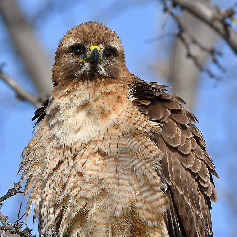 Hawk27.jpg