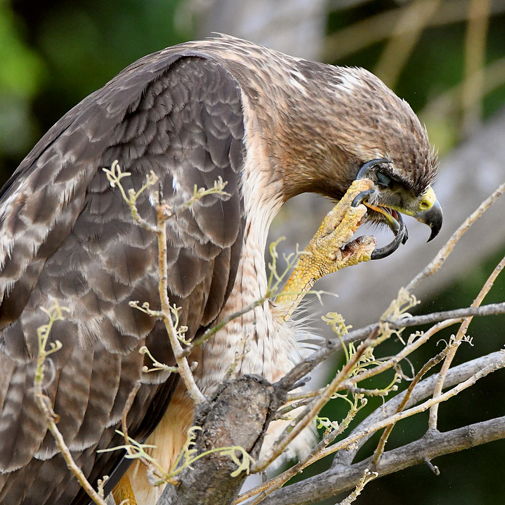 Hawk27.jpg