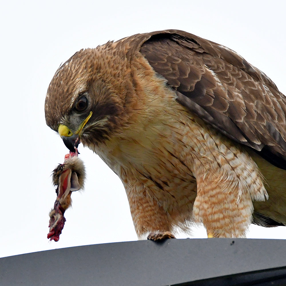 Hawk27.jpg