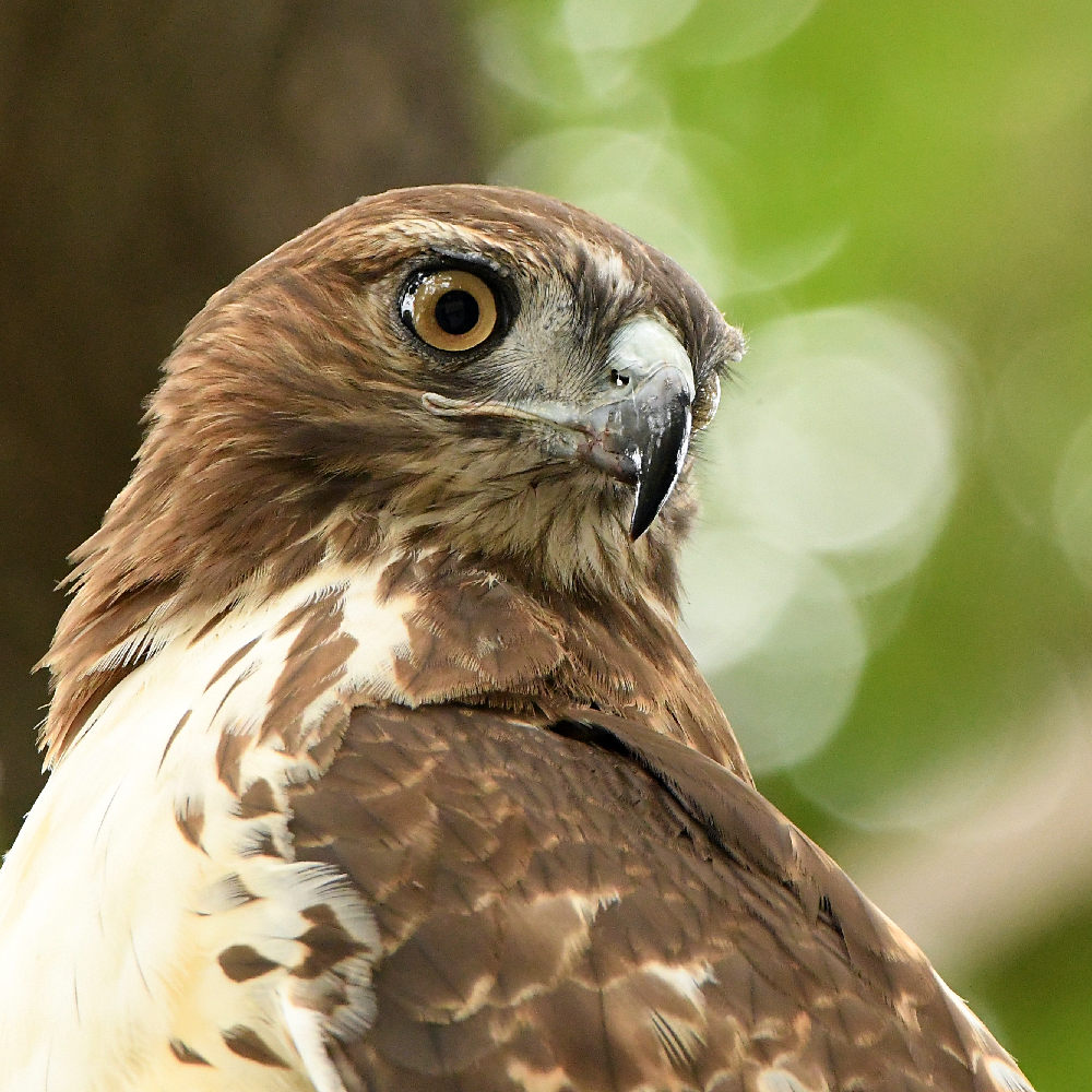 Hawk27.jpg