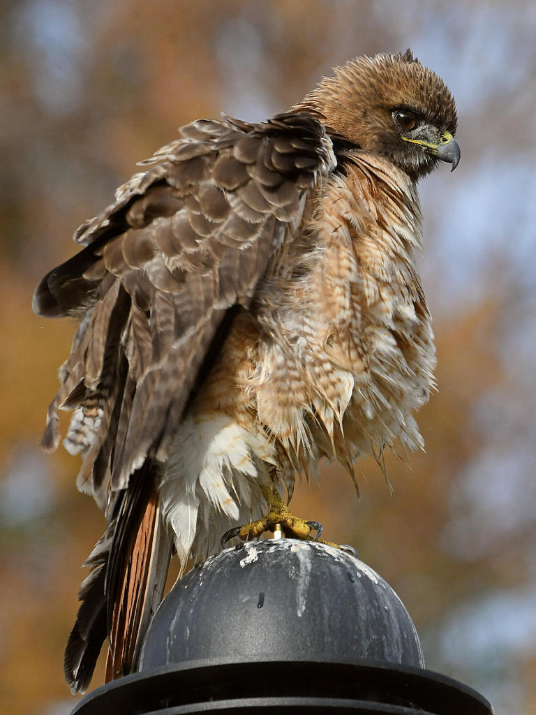 Hawk27.jpg