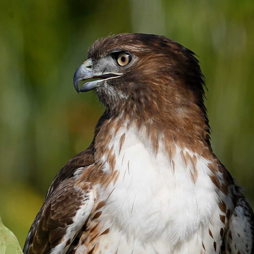 Hawk27.jpg