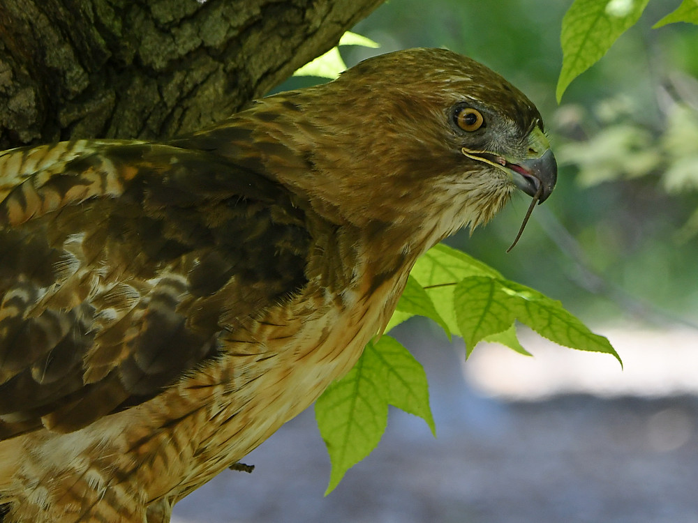Hawk27.jpg