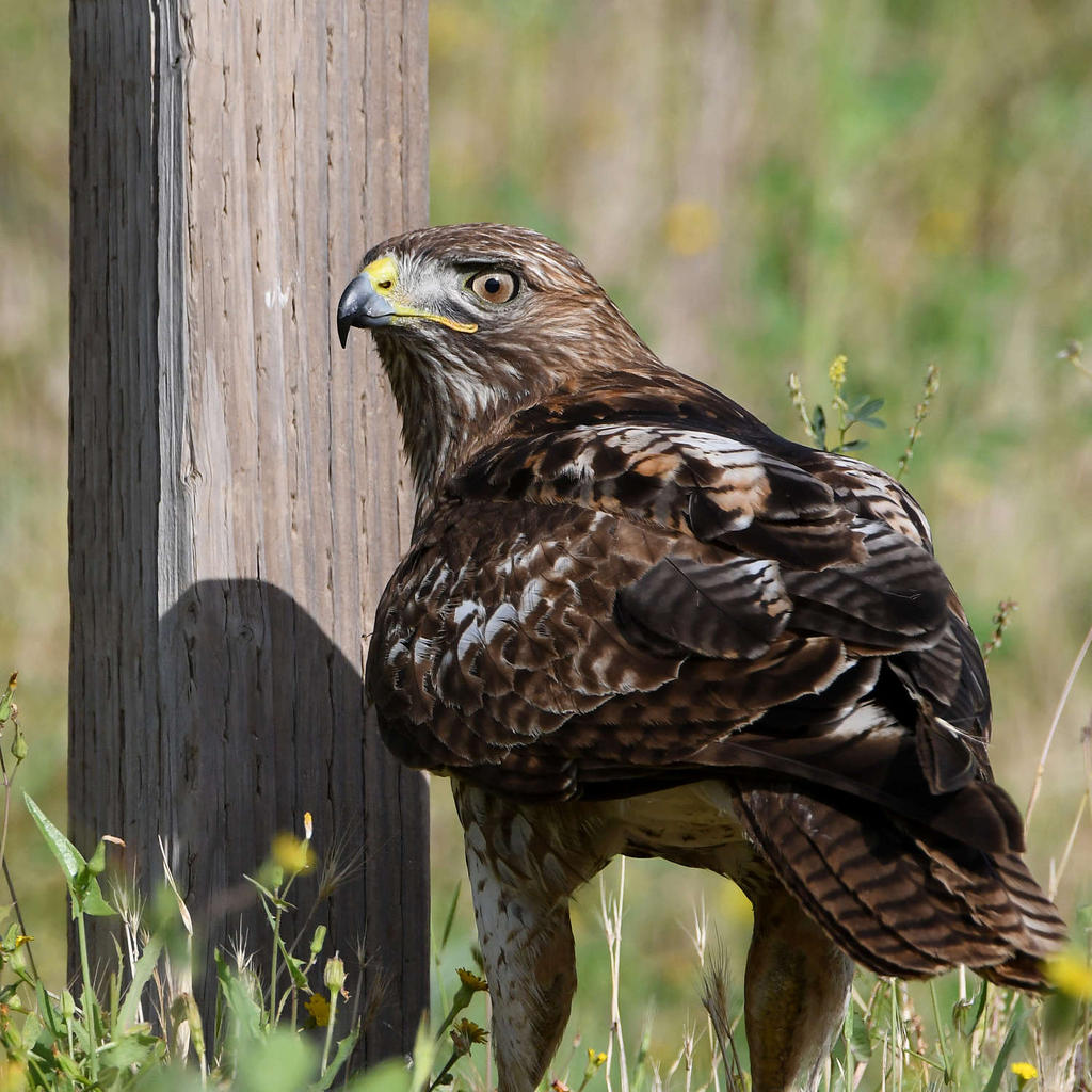 Hawk27.jpg