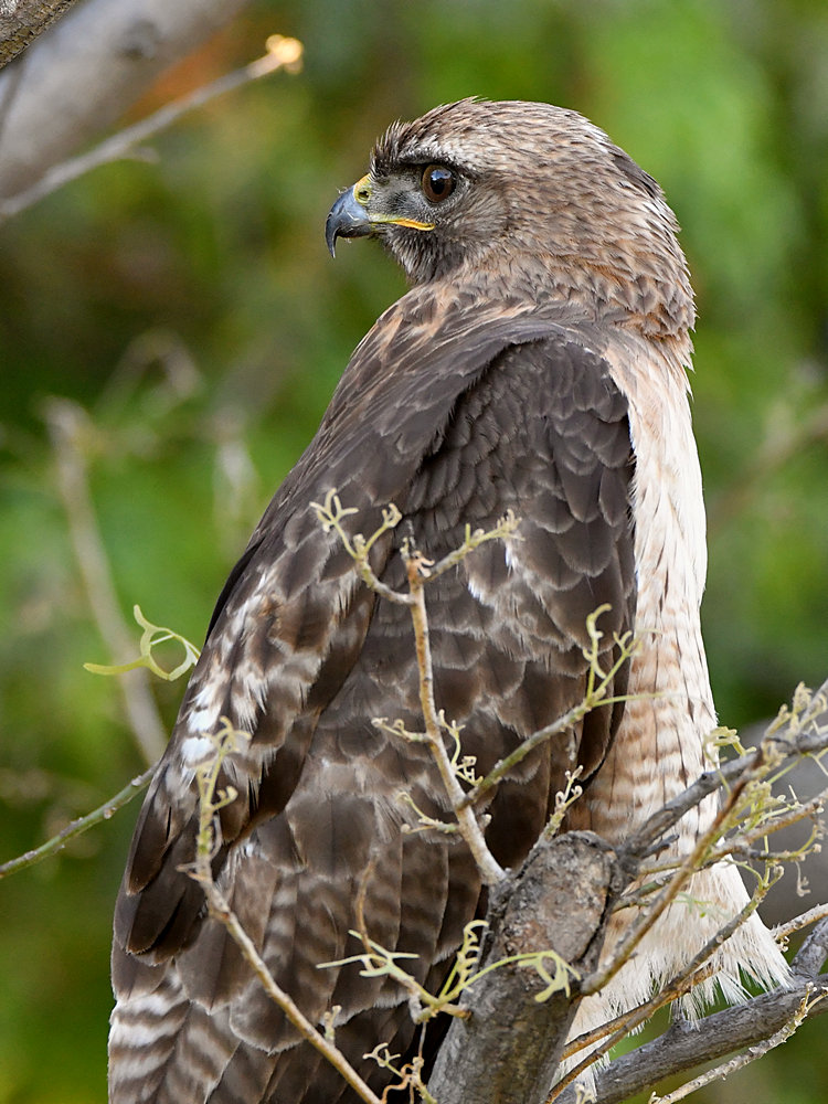 Hawk28.jpg