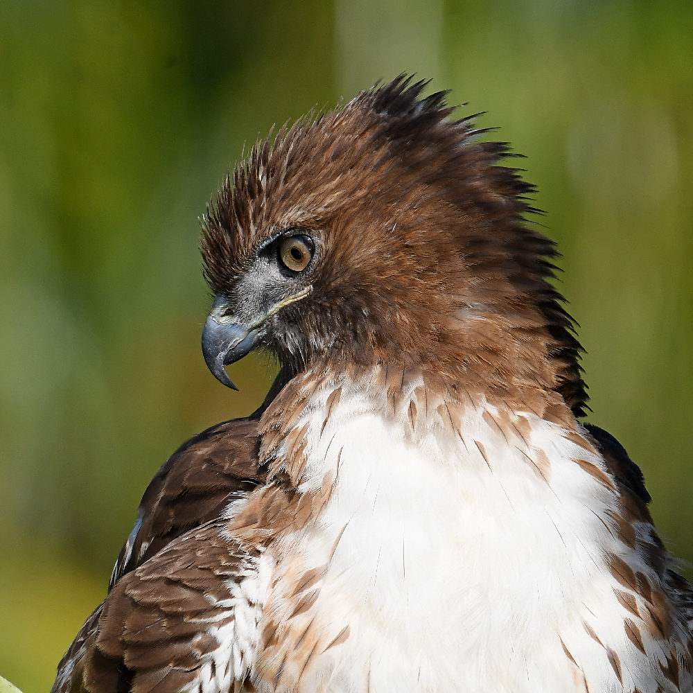 Hawk28.jpg