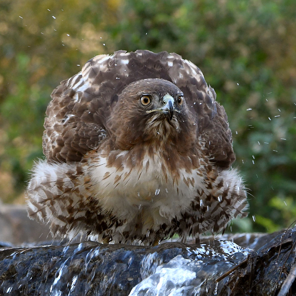 Hawk28.jpg