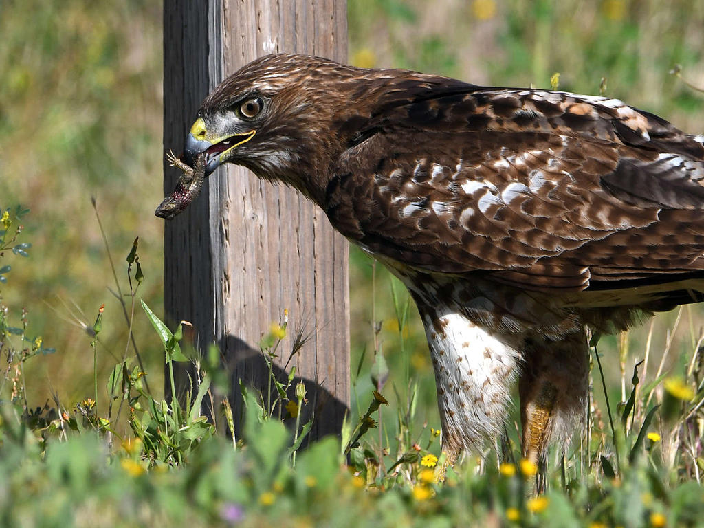 Hawk28.jpg