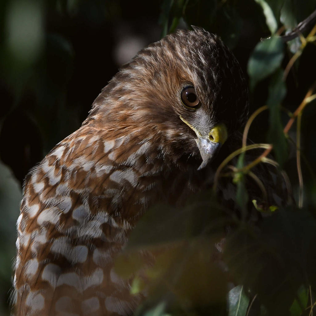 Hawk28.jpg